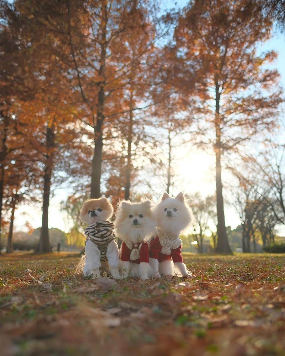 ポテチンさんのインスタグラム写真 - (ポテチンInstagram)「Picnic with my friends  大好きくっくとvaniたんと公園でピクニックしてきましたぢょ〜(12/6) メタセコイアのオレンジが綺麗でしたぢょ  1-4 photos by @vanillalovely」12月13日 21時08分 - pom.potechin