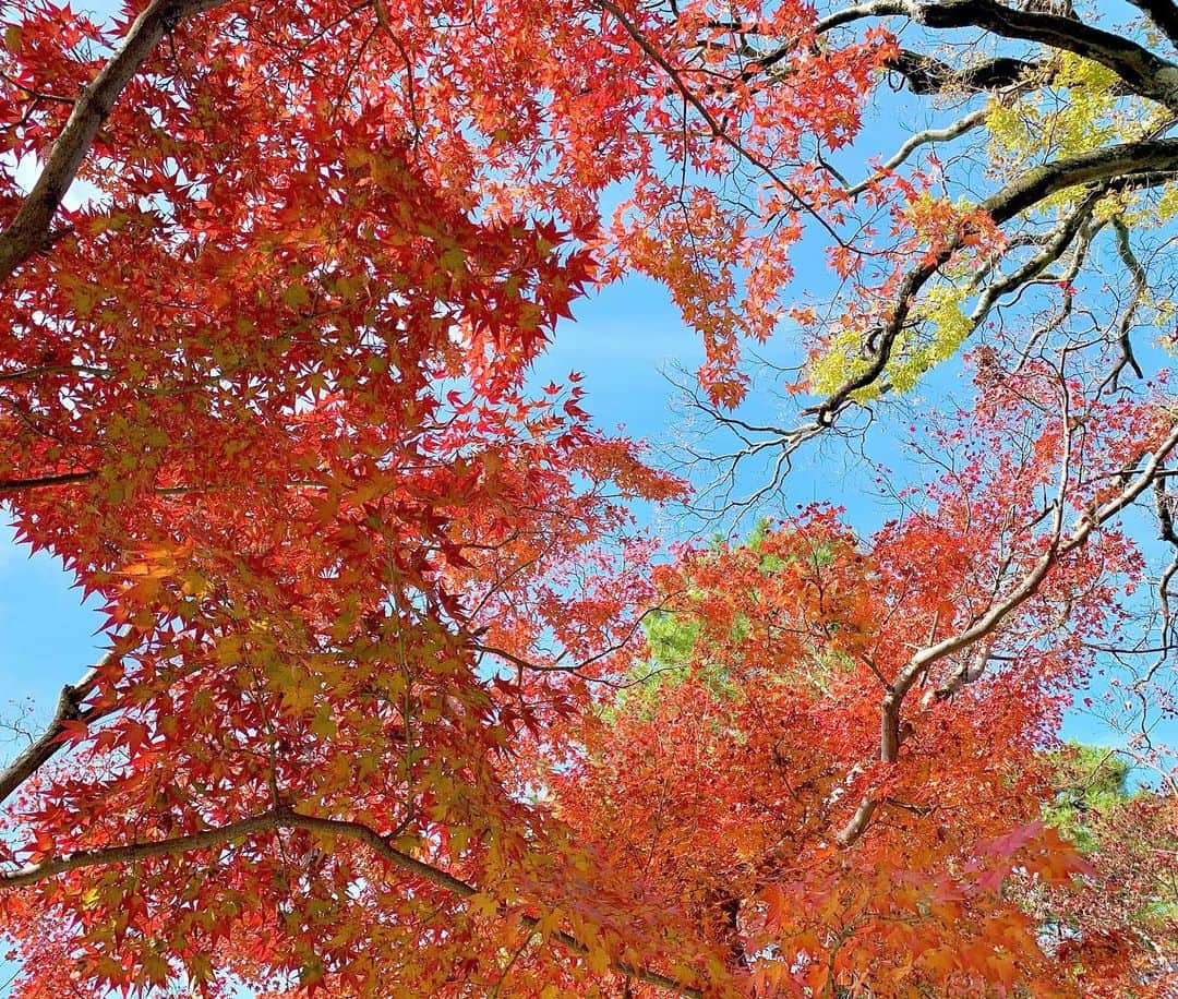 上坂由莉のインスタグラム：「﻿ 今年は紅葉長く楽しめました🍁﻿ そろそろ本格的に寒くなるし見納めかな🥺﻿ ﻿ ﻿ 今日は双子座流星群が観れるそうやけど﻿ 京都昼間曇ってたから微妙かなぁ😖🌠﻿ 一応夜中に夜空を見上げてみます💫﻿ ﻿ ﻿ #紅葉 #京都 #kyoto #紅葉スポット」