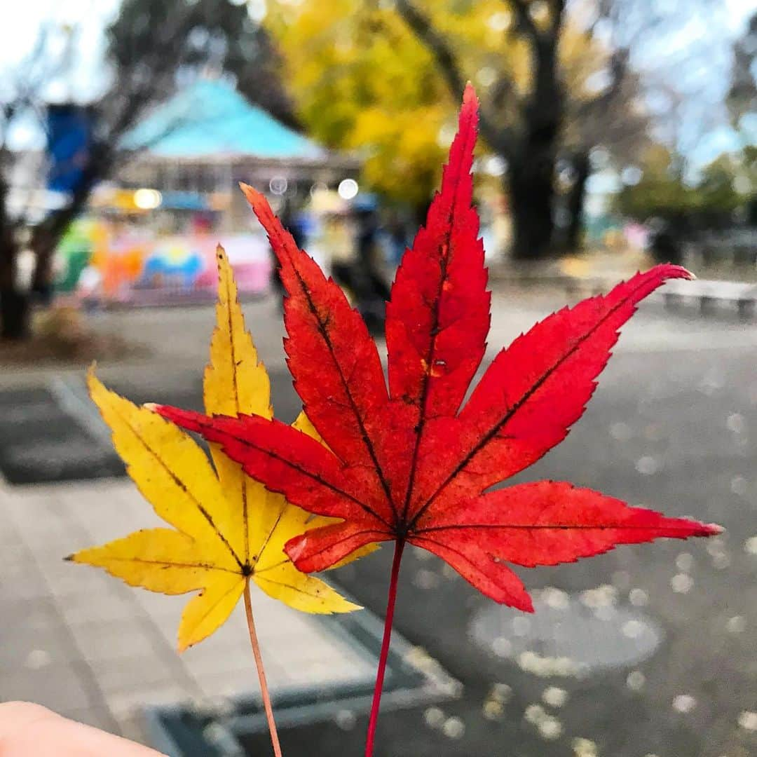 AURÉLIEさんのインスタグラム写真 - (AURÉLIEInstagram)「✨🍁🍁✨」12月13日 21時16分 - aurelieko