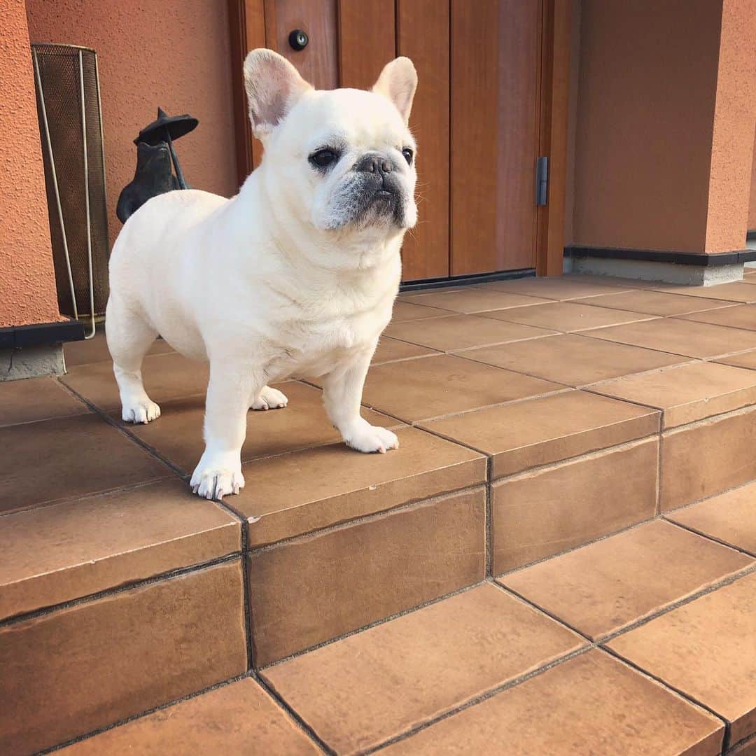 タニム（マーブル母）のインスタグラム：「* あっという間に12月が過ぎていく〜 そして、今年の終わりが近いてきた😱 * #12月なのに何もしてない💦 #休みはあっという間に終わる #マーブルは元気です🐷❤️ #私のアモーレ🐷❤️」
