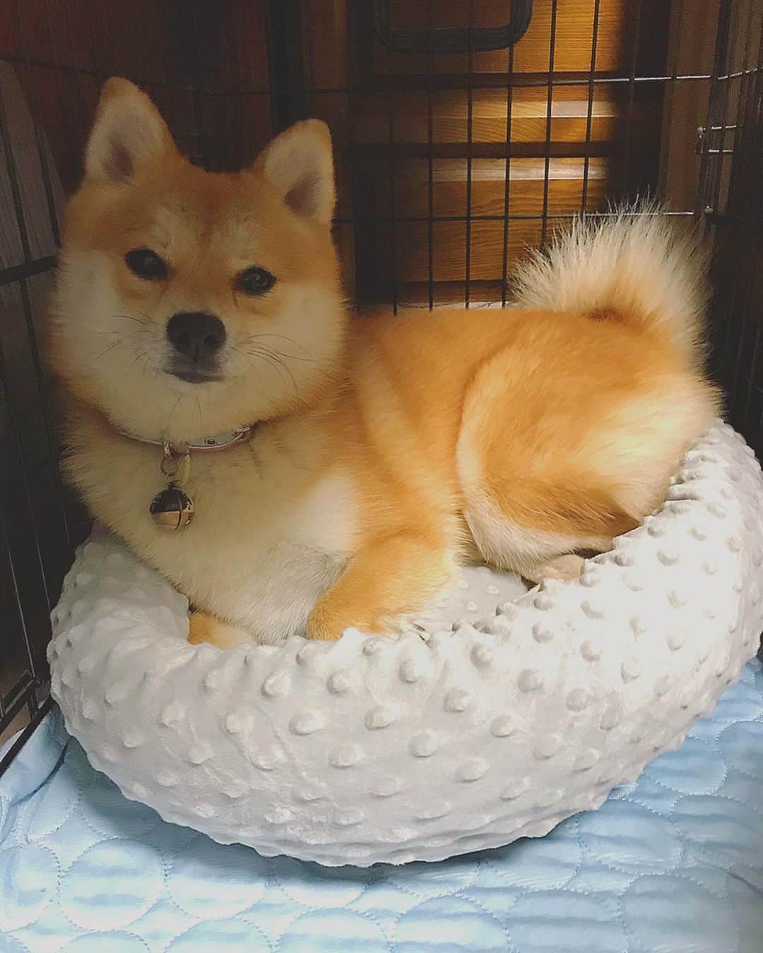 工藤秀平さんのインスタグラム写真 - (工藤秀平Instagram)「「これ、たぶんですけど、クッションのサイズ間違えてません？」の顔です  #愛犬あん」12月13日 21時28分 - kkshuhei