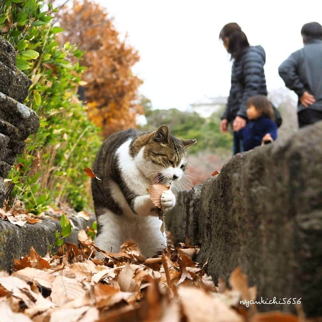 路地裏のにゃん吉のインスタグラム