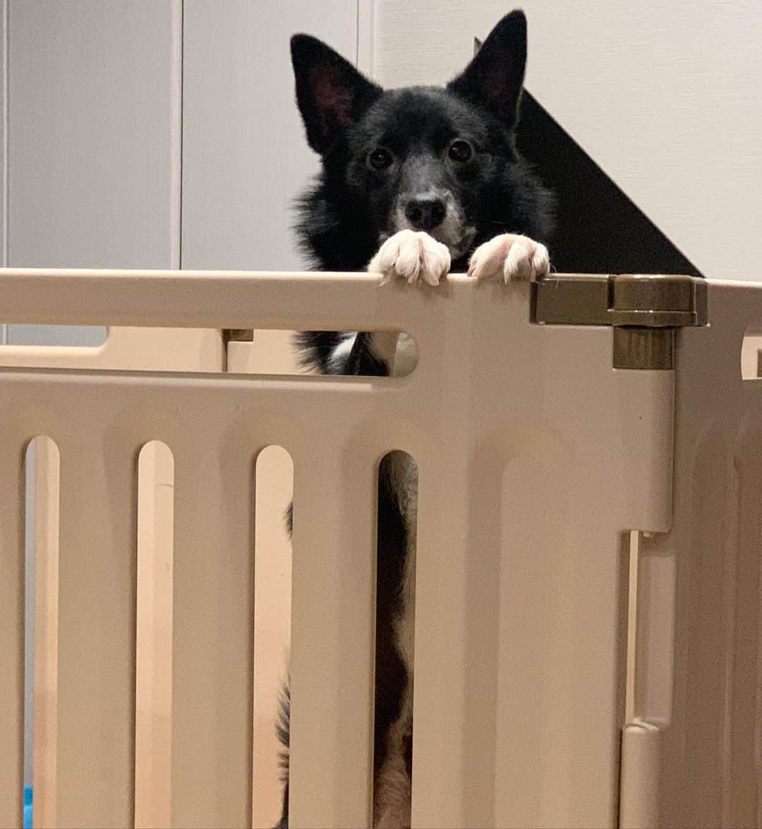 高木美穂さんのインスタグラム写真 - (高木美穂Instagram)「きゅん❤︎ ° #犬 #犬バカ #ボーダーコリー #犬かわいい #黒い犬」12月13日 21時46分 - takagi_miho_