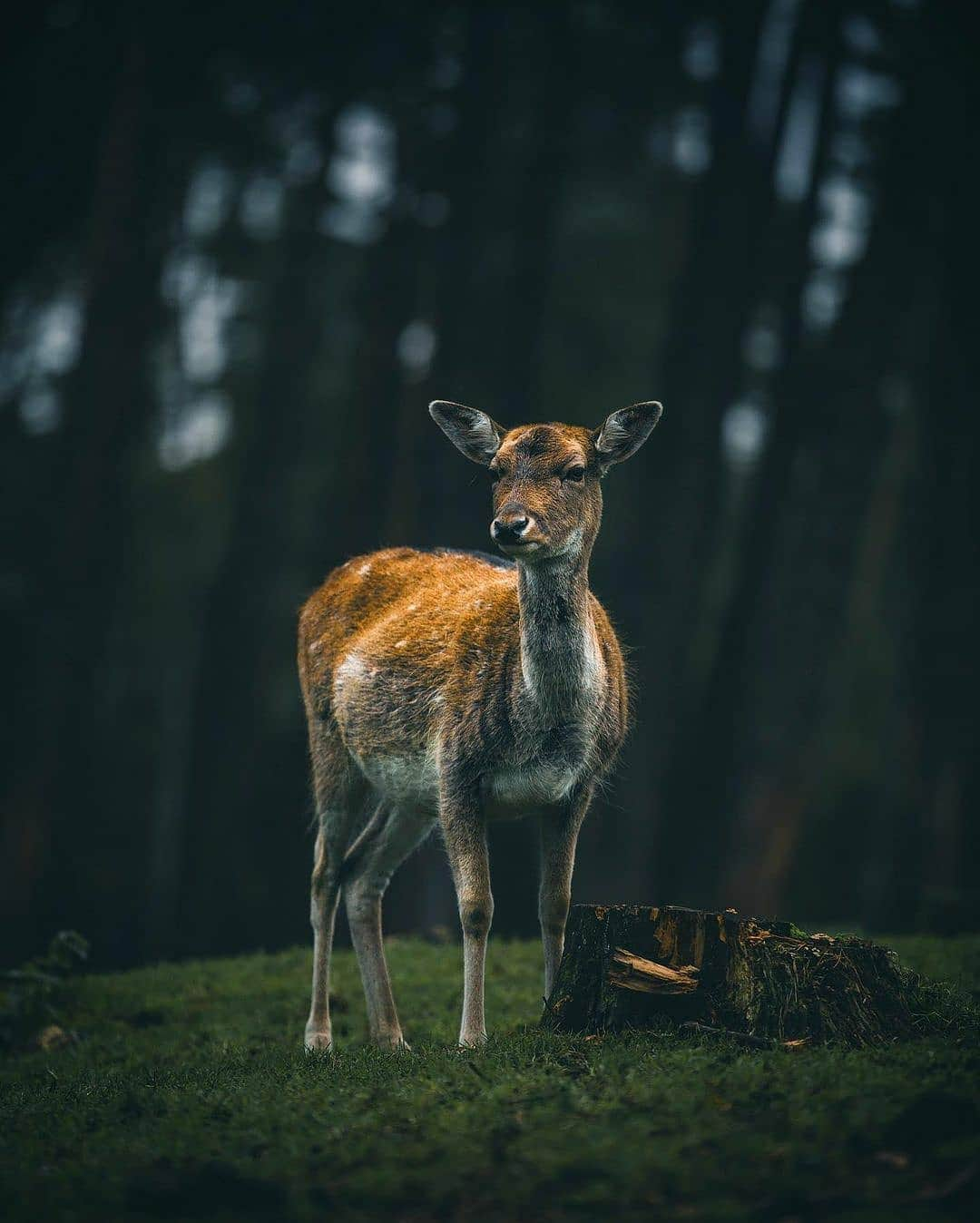 Nature|Folk|Portrait|Videoさんのインスタグラム写真 - (Nature|Folk|Portrait|VideoInstagram)「Selection by  @unsalsicilli Which one is your favorite 1,2,3..10 🌳 ━━━━━━━━━━━━━━━━━━━ Photo by @patheight  Congratulations!  ━━━━━━━━━━━━━━━━━━━ Team #ig_mood Founder @humanistagram  ━━━━━━━━━━━━━━━━━━━  #forest #germany #fog  #weroamgermany #roamtheplanet #travel #highlands #autumn  #outdoors #moodygrams #harrypotter #alps #reflection #mist #morning #moodygrams #nature  #wildlife #bokeh」12月13日 22時17分 - ig_mood