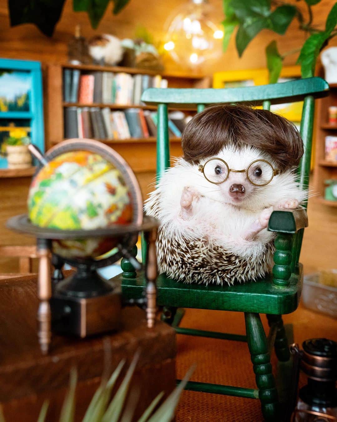 ダーシーのインスタグラム：「Professor Koala👨‍🏫 Painter Chopin🧑‍🎨  👓🖌#photoshopped  ほんと口髭みたいなお鼻🥸😂✨」