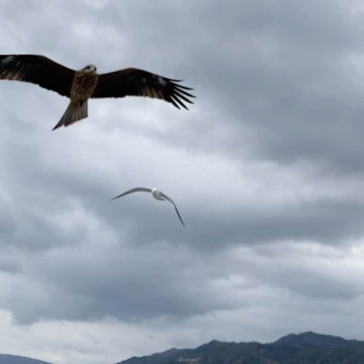吉田一将のインスタグラム：「カモメと鳶 #京都 #京都観光  #京都旅  #天橋立 #日本三景  #かっぱえびせん  #トンビ掴むの上手すぎ #猛禽類怖い #嘴じゃなく爪で獲る #生態系の頂点 #それ以上でもそれ以下でもない」