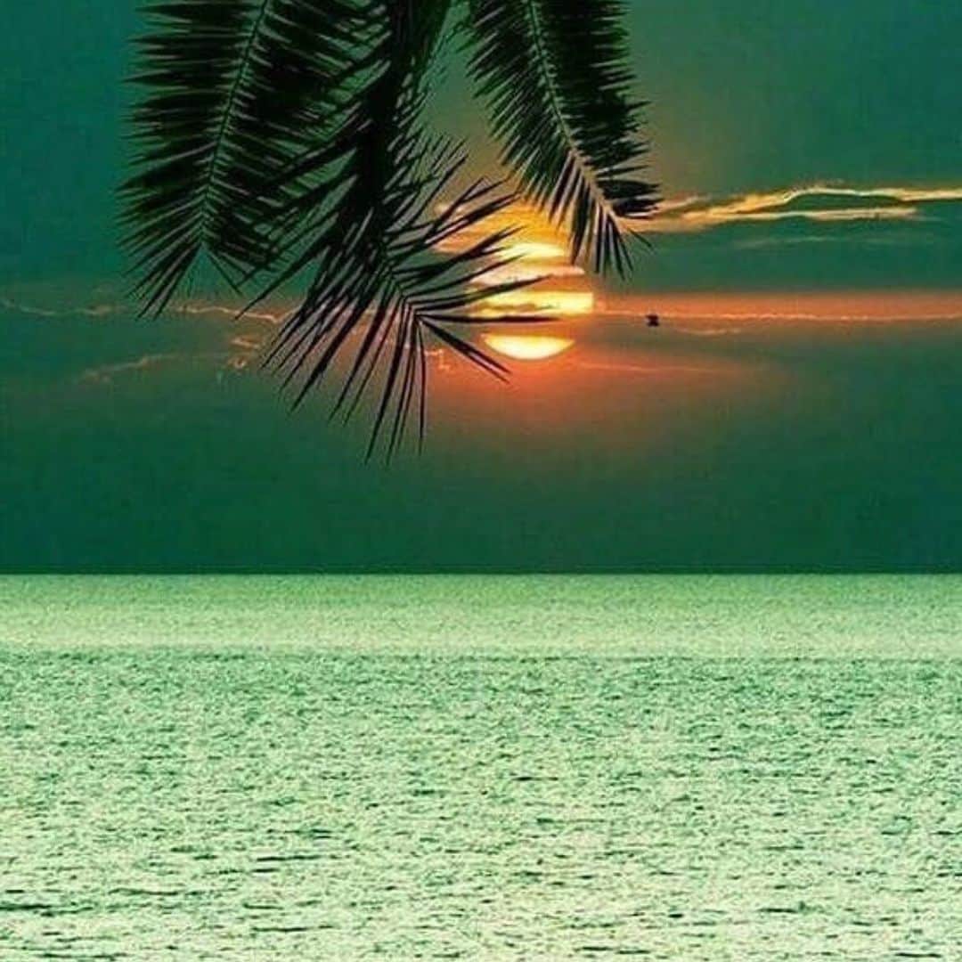 フラヴィア・ルチーニのインスタグラム：「Sunday 🌞 🌴」