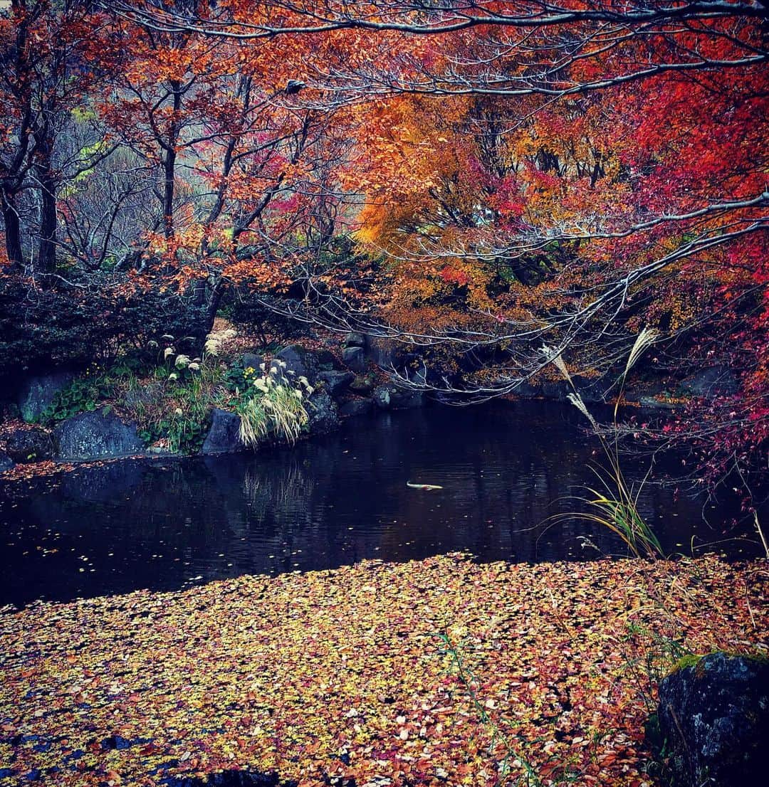 町田康さんのインスタグラム写真 - (町田康Instagram)「ふかんどで孤独な鯉。 普通の鯉はここから100mほどの上流に固まって仰山おった。」12月13日 22時51分 - inunekosonota