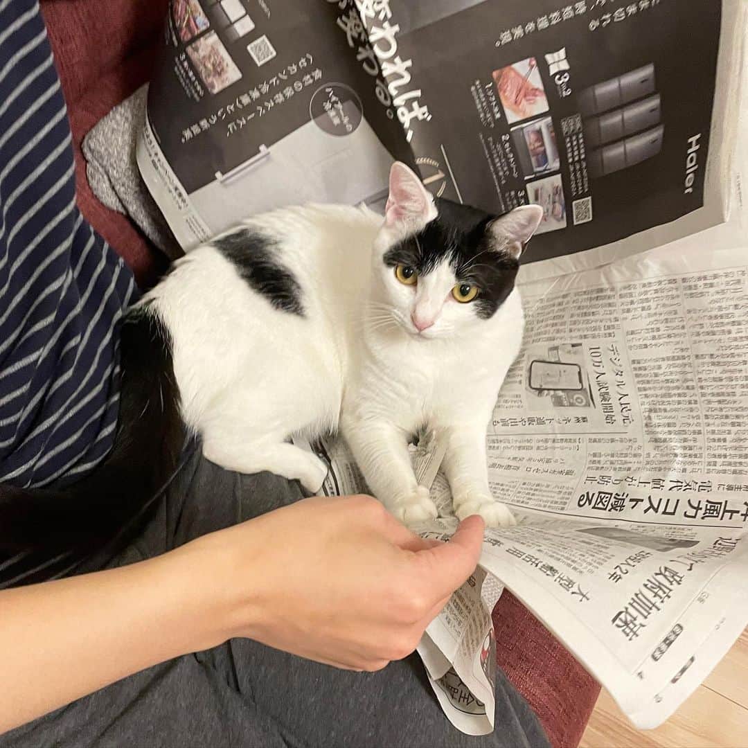 KAZUYAのインスタグラム：「今日のにゃんこ87。 新聞を読んでいると乗っかって噛みつき、新聞を破きます。 新聞報道には厳しい姿勢ですね。 #猫 #猫のいる暮らし #cat」