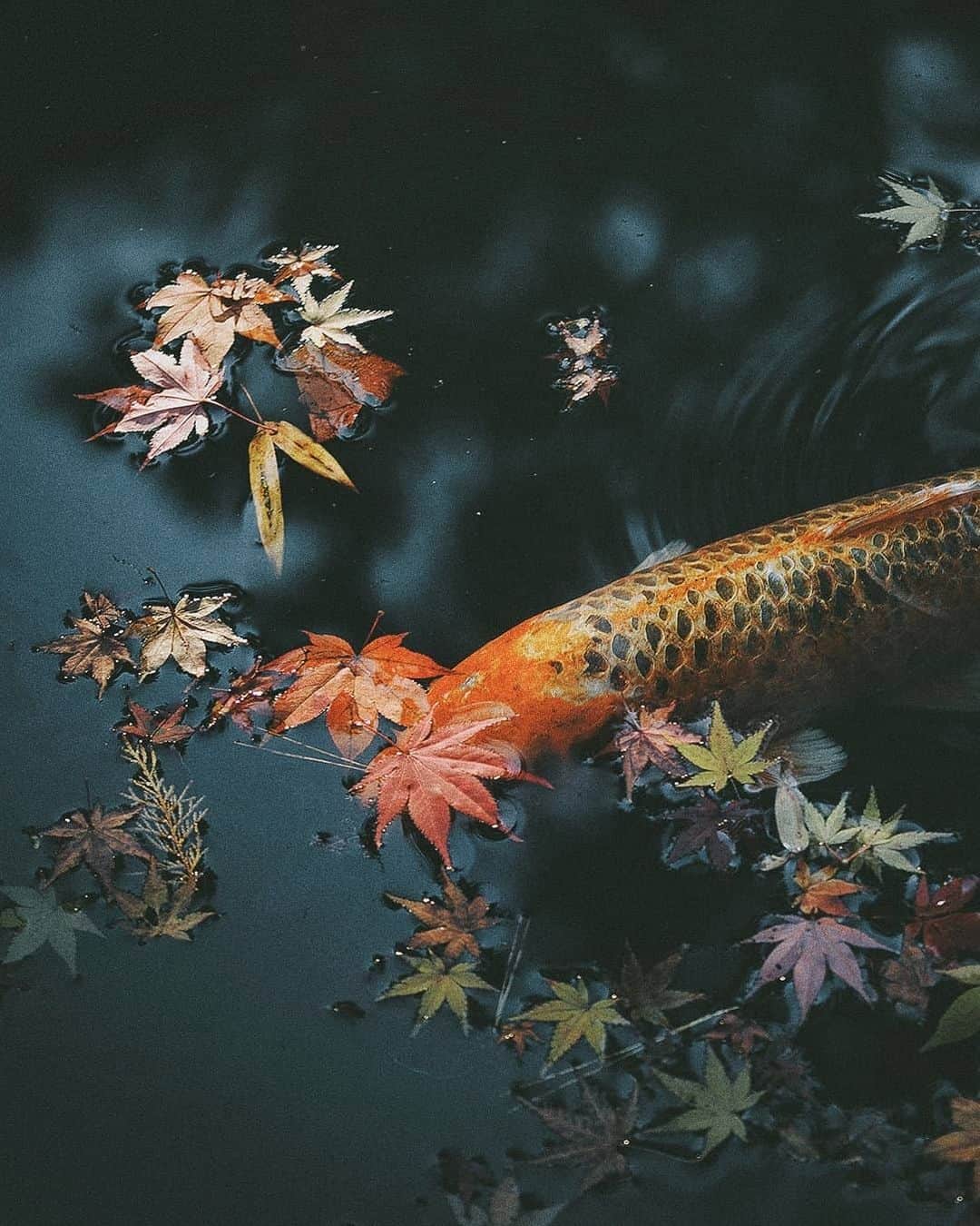 Berlin Tokyoさんのインスタグラム写真 - (Berlin TokyoInstagram)「Koi swimming gracefully in a pond with colorful autumn leaves. . . . #hellofrom kyoto#japan」12月13日 23時09分 - tokio_kid