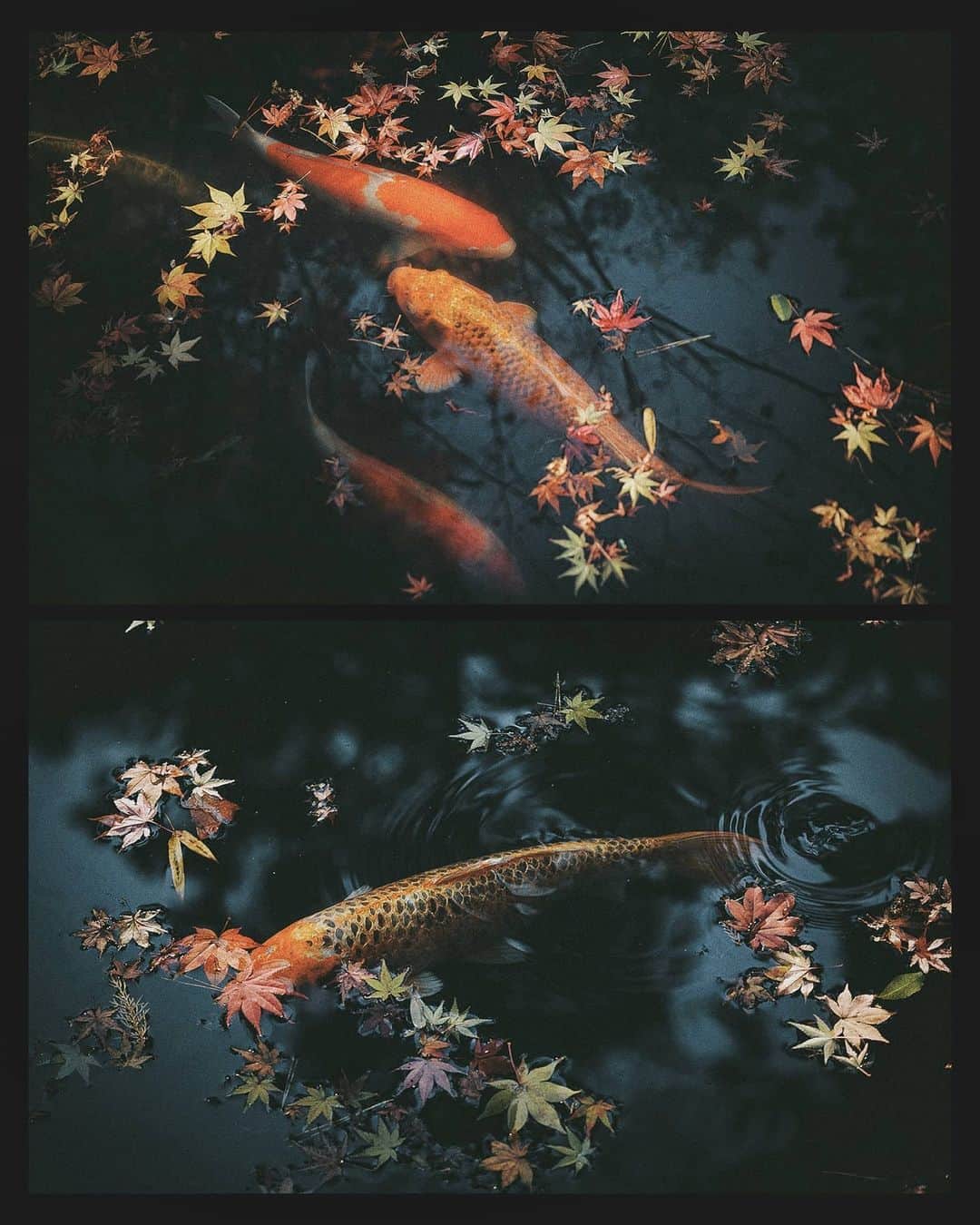 Berlin Tokyoさんのインスタグラム写真 - (Berlin TokyoInstagram)「Koi swimming gracefully in a pond with colorful autumn leaves. . . . #hellofrom kyoto#japan」12月13日 23時09分 - tokio_kid