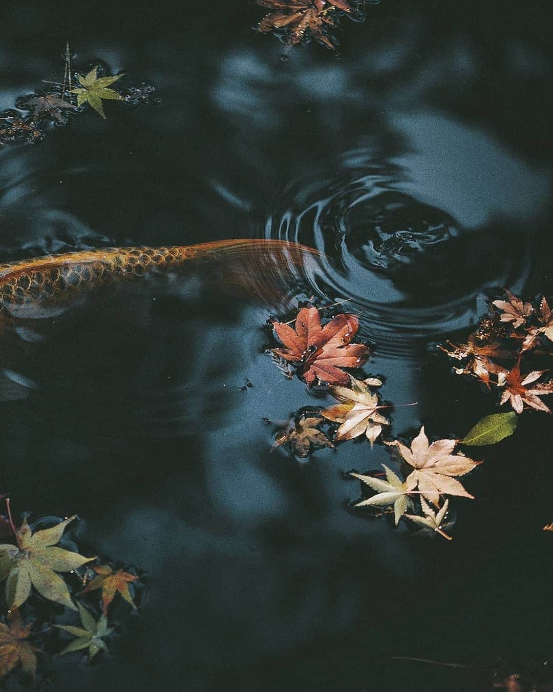 Berlin Tokyoさんのインスタグラム写真 - (Berlin TokyoInstagram)「Koi swimming gracefully in a pond with colorful autumn leaves. . . . #hellofrom kyoto#japan」12月13日 23時09分 - tokio_kid