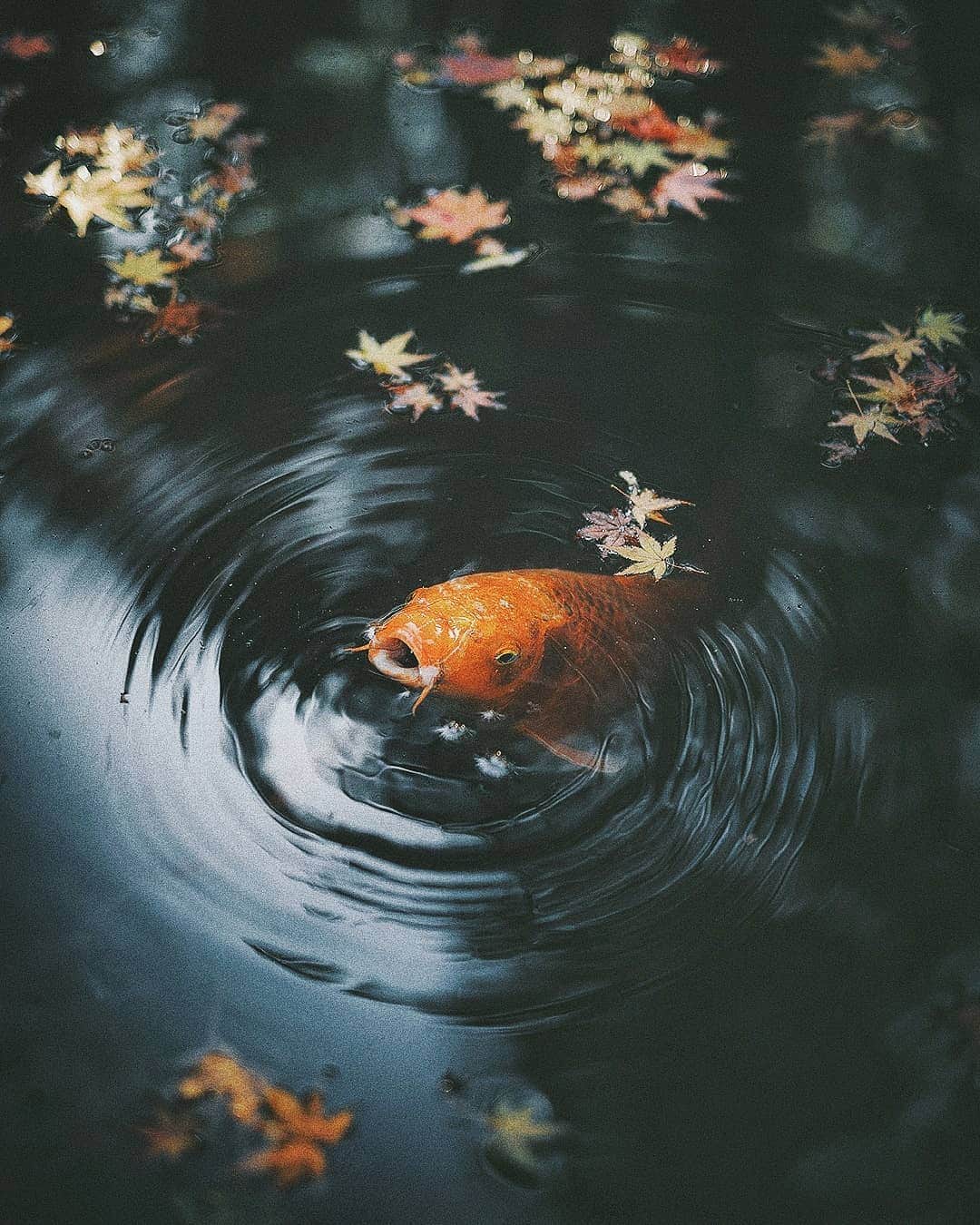 Berlin Tokyoさんのインスタグラム写真 - (Berlin TokyoInstagram)「Koi swimming gracefully in a pond with colorful autumn leaves. . . . #hellofrom kyoto#japan」12月13日 23時09分 - tokio_kid