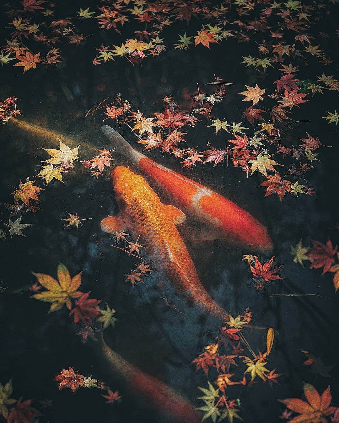 Berlin Tokyoのインスタグラム：「Koi swimming gracefully in a pond with colorful autumn leaves. . . . #hellofrom kyoto#japan」