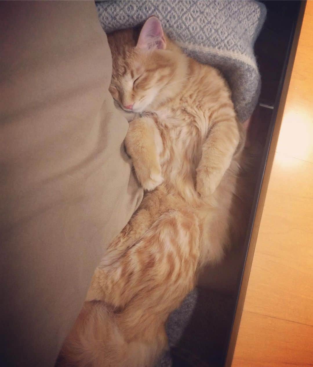 岡田屋鉄蔵のインスタグラム：「仕事明け。やっと抱っこしてあげられた〜。ハムさん山賊だけど繁忙期は空気読んで甘えて来ない健気な子。」