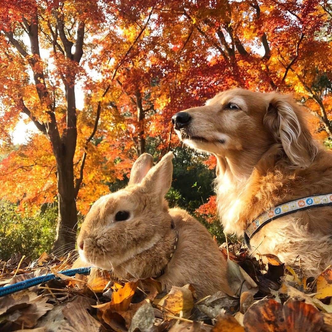 Chieko Shibutaさんのインスタグラム写真 - (Chieko ShibutaInstagram)「たろー🐶&うじゃこ🐰 地方☀️  いつもの公園で見つけた❗️ Xmas🎄前の　秋を満喫中❤️ 黄昏てる🐶🐰🍂 💕✨🐶🍀🐰✨💕 #わんこの散歩 #dachshund #dachshunds #dachshundlove #dog #dogs #doglove #instadog #instagram #instagood #pet #pets #petsagram #cute #cutepe #cutepet #cutedog #cuteanimals #likes #smile #rabbit #ラビット #ミニュチュア #ミニュチュアダックス  #ミニュチュアダックスフント #うさぎ部 #うさぎ #ダックス #ダックスフンドロングヘアー#犬とうさぎ」12月14日 0時08分 - chieko.81