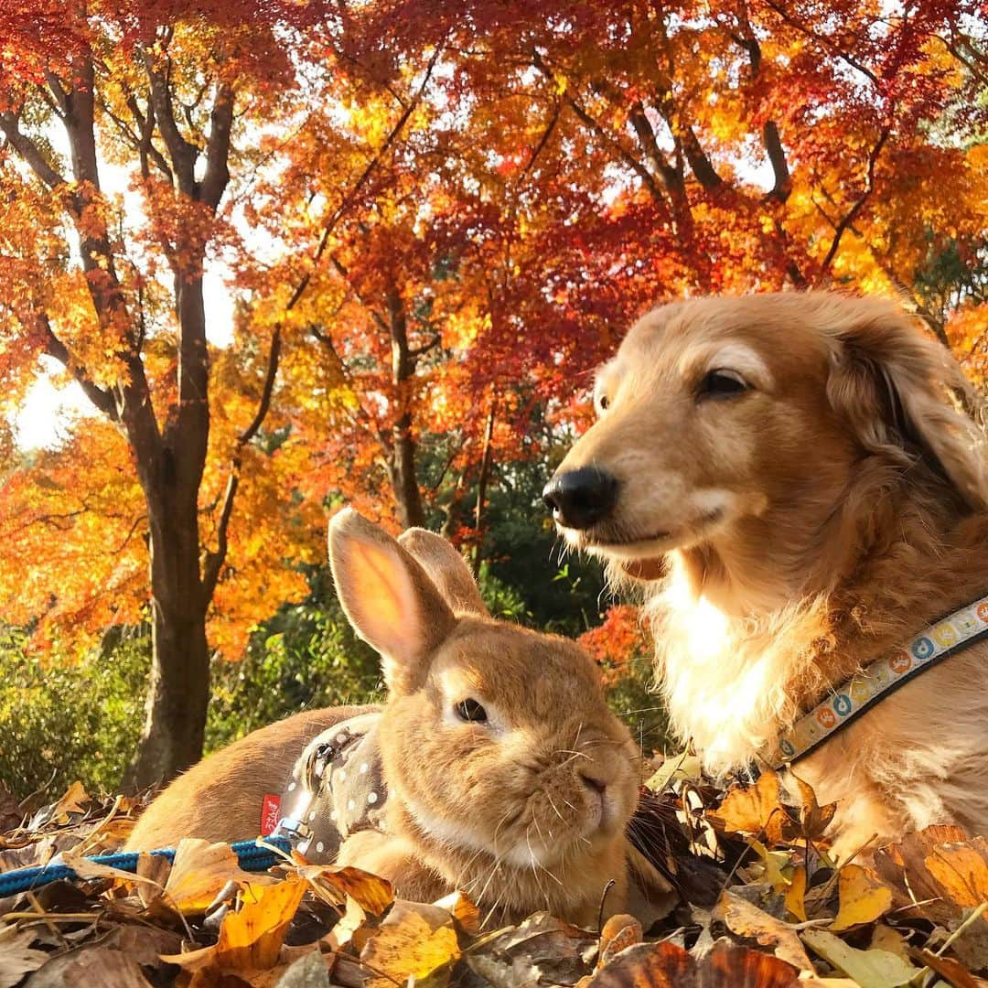 Chieko Shibutaさんのインスタグラム写真 - (Chieko ShibutaInstagram)「たろー🐶&うじゃこ🐰 地方☀️  いつもの公園で見つけた❗️ Xmas🎄前の　秋を満喫中❤️ 黄昏てる🐶🐰🍂 💕✨🐶🍀🐰✨💕 #わんこの散歩 #dachshund #dachshunds #dachshundlove #dog #dogs #doglove #instadog #instagram #instagood #pet #pets #petsagram #cute #cutepe #cutepet #cutedog #cuteanimals #likes #smile #rabbit #ラビット #ミニュチュア #ミニュチュアダックス  #ミニュチュアダックスフント #うさぎ部 #うさぎ #ダックス #ダックスフンドロングヘアー#犬とうさぎ」12月14日 0時08分 - chieko.81