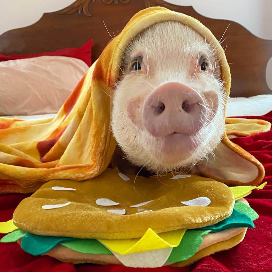 Priscilla and Poppletonさんのインスタグラム写真 - (Priscilla and PoppletonInstagram)「Happy Snout Sunday! Silly Pop is still grinning ear to ear from his birthday celebration. He’s snuggled up in his new french fry blanket with his veggie burger pillow recouping from all the festivities, but he wanted me to thOINk all of you for your sweet comments and messages wishing him a happy birthday yesterday. He feels like the luckiest pig in the world!🍔🐽🍟#pigsinablanket #foodie #popturns7 #happybdaypoppleton #SillyPop #PrissyandPop」12月14日 0時05分 - prissy_pig