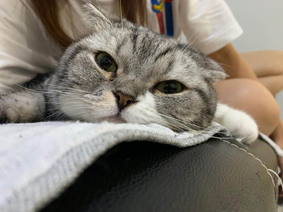 KATSUOのインスタグラム：「#cat #catsofinstagram #catstagram #instacat #cutecat #katsuo」
