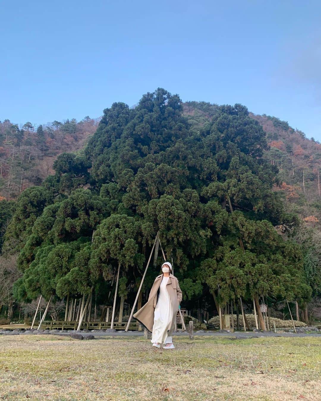 風間ゆみえのインスタグラム：「遠くから眺めたら  小さい森のようにも見えるけど 木の下に作られた木道を歩くと驚かされる  大きな一本の杉の木なのです  今回訪れた石川県では様々な メッセージをいただきました  良き。」