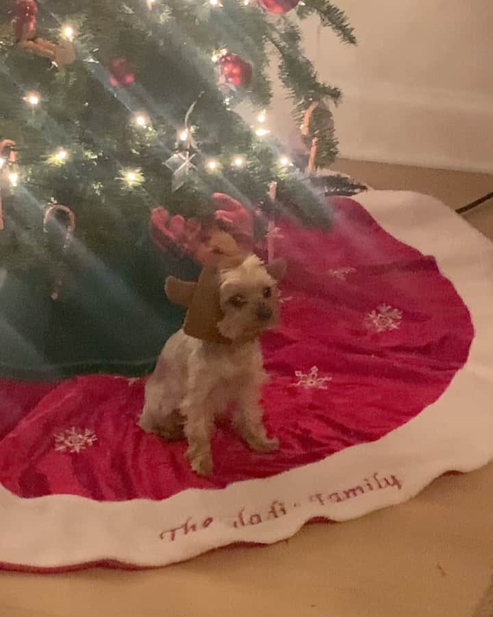 ベス・ベアーズのインスタグラム：「Merry almost Christmas 🤣🌲🌲💛」