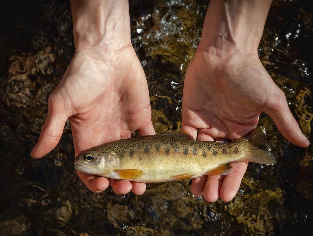 National Geographic Creativeさんのインスタグラム写真 - (National Geographic CreativeInstagram)「Photo by @katieorlinsky / Jill Wick, biologist and native fish program manager with the New Mexico Department of Game and Fish, uses an electrofisher to catch gila trout in Whitewater Creek along the northwest boundary of the Gila Wilderness. It is one of the few places in the world where you can catch a gila trout. I was fortunate that the creek had recently been stocked with around 1,000 young fish spawned earlier this spring and Jill was able to catch and release dozens of this iconic speckled species. Gila trout are actually relatives of Pacific salmon that evolved over time to survive the harsh high desert conditions. There existence has been threatened since the late 19th century due to the stocking of the Gila River with nonnative trout, overfishing and habitat deterioration fortunately as early as the 1920s conservation efforts to restore the species began and over the next decades Gila trout have been returned to numerous streams in New Mexico and nonnative trout have been removed.」12月14日 0時41分 - natgeointhefield