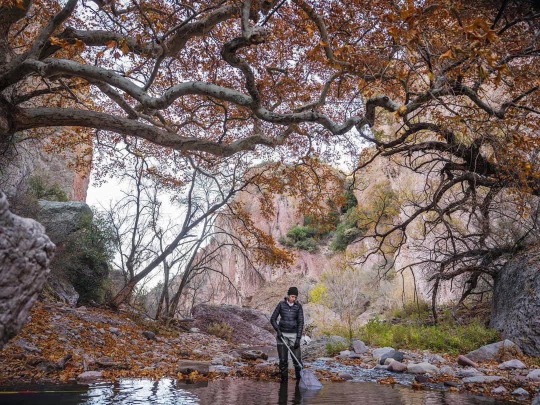 National Geographic Creativeさんのインスタグラム写真 - (National Geographic CreativeInstagram)「Photo by @katieorlinsky / Jill Wick, biologist and native fish program manager with the New Mexico Department of Game and Fish, uses an electrofisher to catch gila trout in Whitewater Creek along the northwest boundary of the Gila Wilderness. It is one of the few places in the world where you can catch a gila trout. I was fortunate that the creek had recently been stocked with around 1,000 young fish spawned earlier this spring and Jill was able to catch and release dozens of this iconic speckled species. Gila trout are actually relatives of Pacific salmon that evolved over time to survive the harsh high desert conditions. There existence has been threatened since the late 19th century due to the stocking of the Gila River with nonnative trout, overfishing and habitat deterioration fortunately as early as the 1920s conservation efforts to restore the species began and over the next decades Gila trout have been returned to numerous streams in New Mexico and nonnative trout have been removed.」12月14日 0時41分 - natgeointhefield