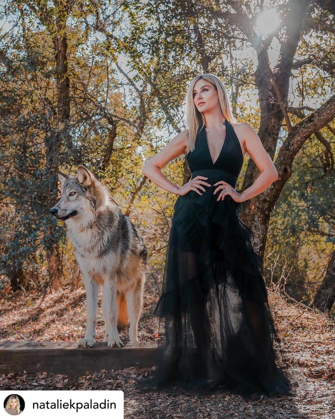 Rylaiさんのインスタグラム写真 - (RylaiInstagram)「Panda and her Pals Fundraising Photoshoot with photographer @anabeldflux and hosted by @life_with_mia_nina  . Fierce..... thank you @nataliekpaladin for supporting our center and our global fox rescue!! We successfully brought the remaining 6 to the center last week!!! We left no fox behind with everyone’s help!! 🙏🙏  .  Posted @withregram • @nataliekpaladin To dance with a wolf 🐺 Lucan is a wolf pup that came to the @jabcecc #rescue when he was 8  weeks old. #wolf #pup  Shot by @anabeldflux  Hosted by @life_with_mia_nina . . . . . #wolves #ppp #wolf #wolvesofinstagram #wolfdog #wolfpack #lucan #ambassador #photoshoot #dogs #wolfoftheweek #dog #canid #conservation #savethewolves #savethewolvessavetheworld #lovewolves #animals #animalsco #animal #photography #photooftheday #fierce #fundraiser #sandiego #socal」12月14日 1時06分 - jabcecc