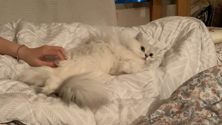 후추네큰언니のインスタグラム：「굿밤 ❤️  #후추  #고양이  #냥스타그램 #캣스타그램  #Hoochu #Hoochuthecat #cat #cats #catstagram #catsofinstagram #topcatphoto #bestmeow #ilovecat #cute #fluffy #petstagram #instacats」