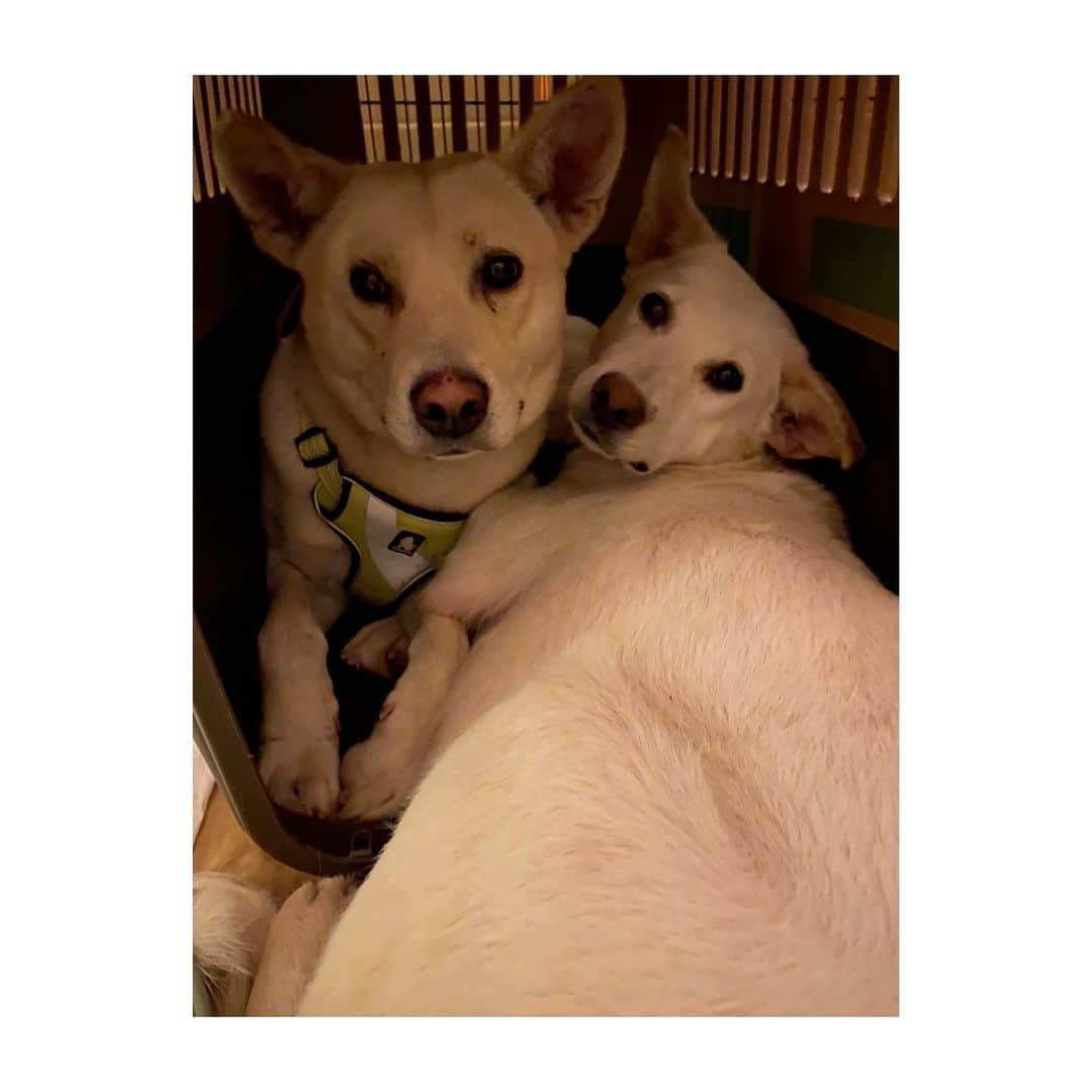 二階堂ふみのインスタグラム：「狭くないかい？  #まめもち預かり日誌 #元野犬 #保護犬を家族に」