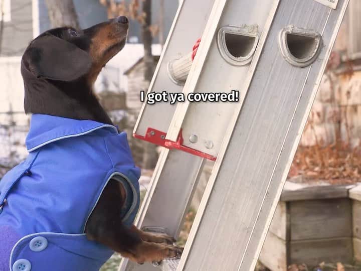 Crusoe the Celebrity Dachshundのインスタグラム：「“I think Dad has a shorter attention span than a goldfish.. Go watch FULL NEW EPISODE via link in profile!!” ~ Crusoe」