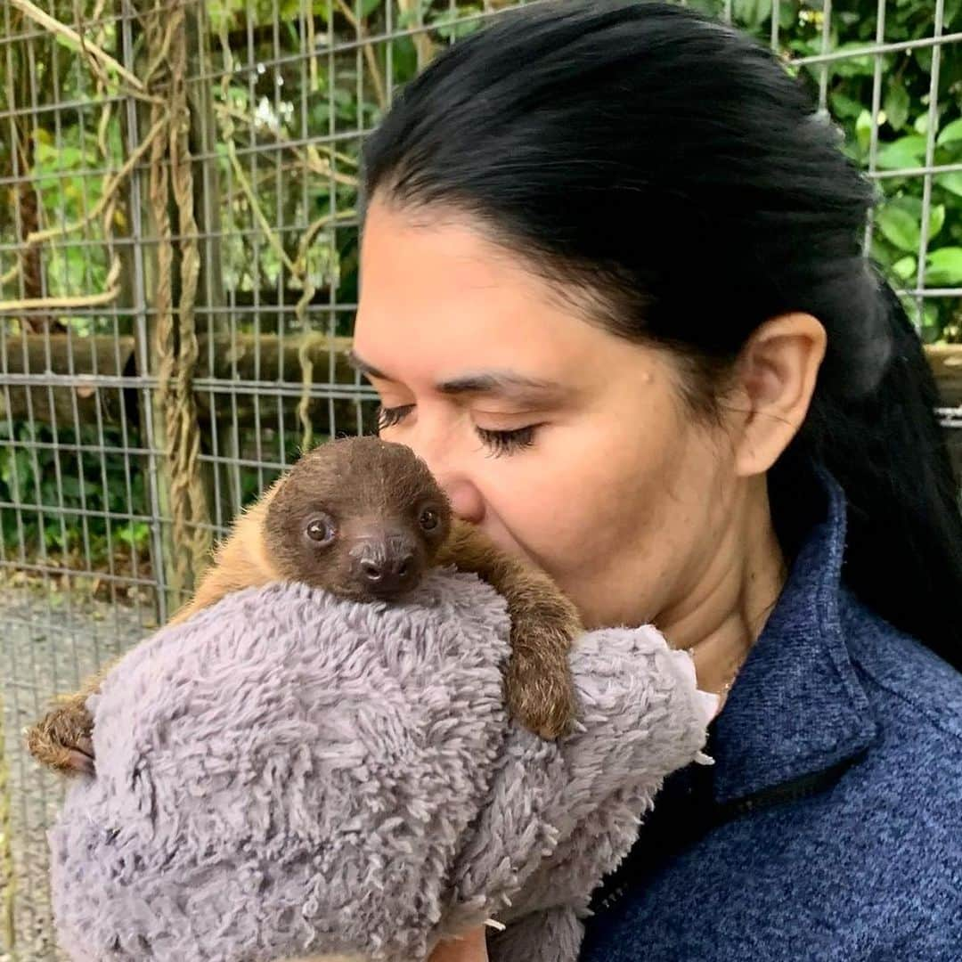 Zoological Wildlife Foundationさんのインスタグラム写真 - (Zoological Wildlife FoundationInstagram)「Thank you everyone who send in names our beautiful new baby sloth!! We would like to introduce to you Coco!!!💚🦥 Already a month old and eating solids!😍 #slothsofinstagram #twotoedsloth」12月14日 1時38分 - zwfmiami