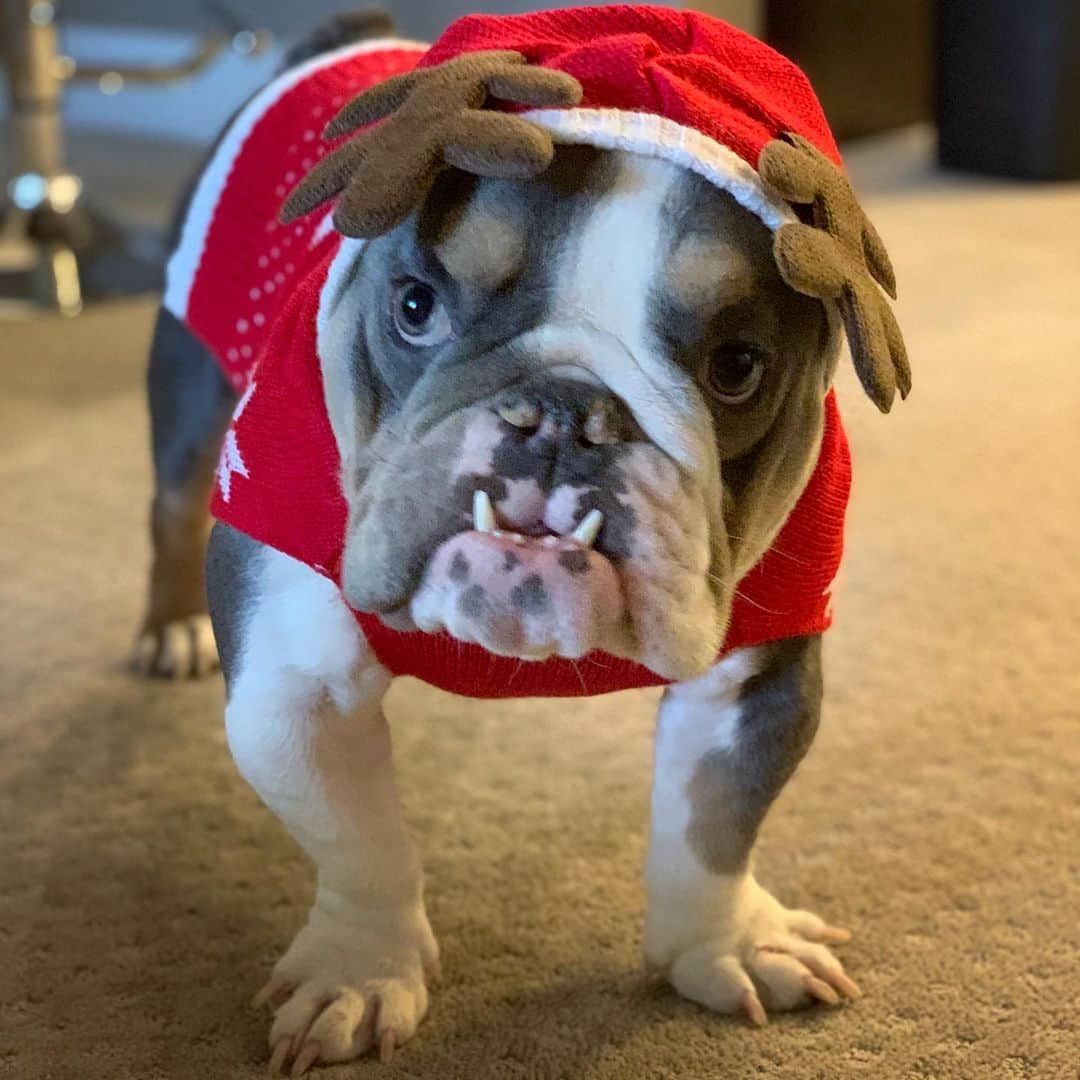 Bodhi & Butters & Bubbahさんのインスタグラム写真 - (Bodhi & Butters & BubbahInstagram)「Peanut is auditioning to be one of Santa’s new reindeer 🎄  . . . . . #my #handsome #little #boy #santa #is #coming #to #town #bulldog #puppy #love #christmas #holiday #dogsofinstagram #bestoftheday #cute #smile #funny #dog #life #mylove」12月14日 2時09分 - keonistuff