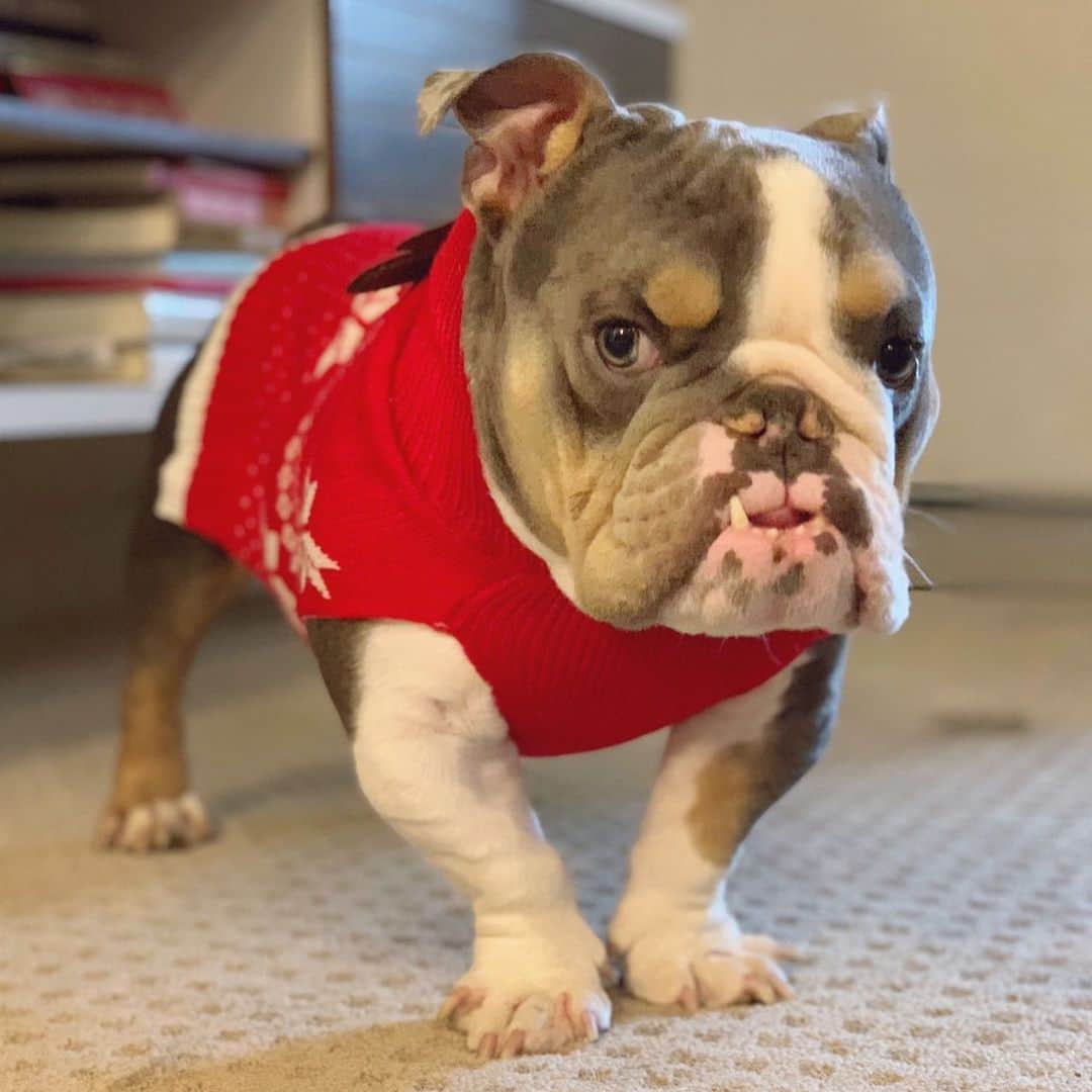 Bodhi & Butters & Bubbahのインスタグラム：「Peanut is auditioning to be one of Santa’s new reindeer 🎄  . . . . . #my #handsome #little #boy #santa #is #coming #to #town #bulldog #puppy #love #christmas #holiday #dogsofinstagram #bestoftheday #cute #smile #funny #dog #life #mylove」