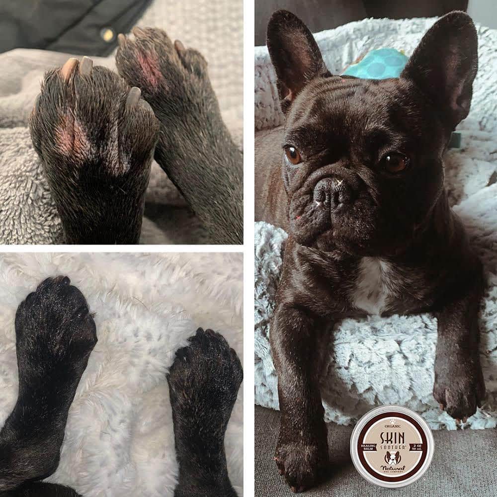 Regeneratti&Oliveira Kennelのインスタグラム：「⭐⭐⭐⭐⭐ Skin Soother soothes itchy, irritated, inflamed skin while treating + preventing yeast & bacterial infections. If your dog is constantly scratching and biting, you will be glad you got this. Satisfaction guaranteed or your money back. . ⭐ SAVE 20% off @naturaldogcompany with code JMARCOZ at NaturalDog.com  worldwide shipping  ad 📷: @ceepingupwithcarter」
