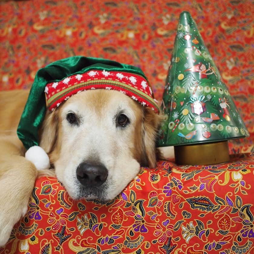 tamatamagoさんのインスタグラム写真 - (tamatamagoInstagram)「クリスマスムード、ゼロのマオハニ地方からこんにちは😊 　 職場でクリスマスコンサートがあるのだけど、去年の帽子をそのまま被らされそうな気がしてならないので、自分用を買って来ました😆(と言ってマオちゃんに被せる😙これ常識😊)  シンガポールの布が何気にクリスマスに合うなぁ🥰🎄  #あの方は溝 ハニたんはウマウマに釣られてやって来たので後ほど😊 ツーショットはわしゃわしゃ〜😅😅 　 Good morning ☀️ 　 🐶Mommy bought a new hat for the christmas concert of her workplace🎄She always put her new item on me 💦 Good grief!  2020/12/14  #クリスマス　#christmas #goldenretriever #goldenretrievers #goldenretrieversofinstagram #goldenretrieverlove #goldenretrieversworld #ilovegolden_retrievers #welovegoldens #ゴールデンレトリバー  #ごーるでんれとりばー #大型犬　#レトリバー　#大型犬のいる暮らし #ゴールデンレトリバーのいる生活 #ゴールデンレトリバー大好き」12月14日 12時20分 - tamatamago