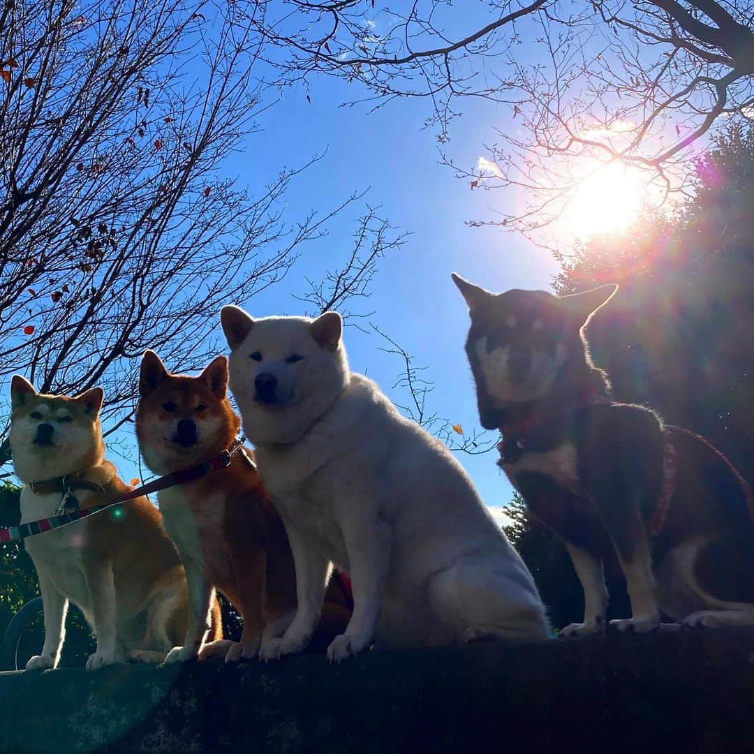vo_coのインスタグラム：「🐾 今朝はいつもと並び順が逆だったので逆向きに撮ってみたら真逆光だったという 逆で逆で逆というギャグみたいな朝でした ＊ #逆で逆で逆 #shibastagram #instashiba #shiba #shibainu #黒柴 #柴犬」