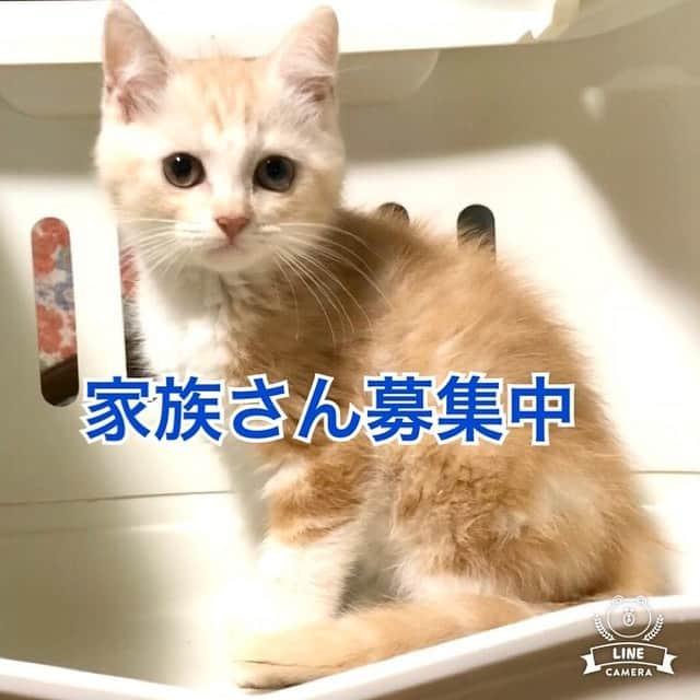 まんちの樹（マンチカンブリーダー）のインスタグラム