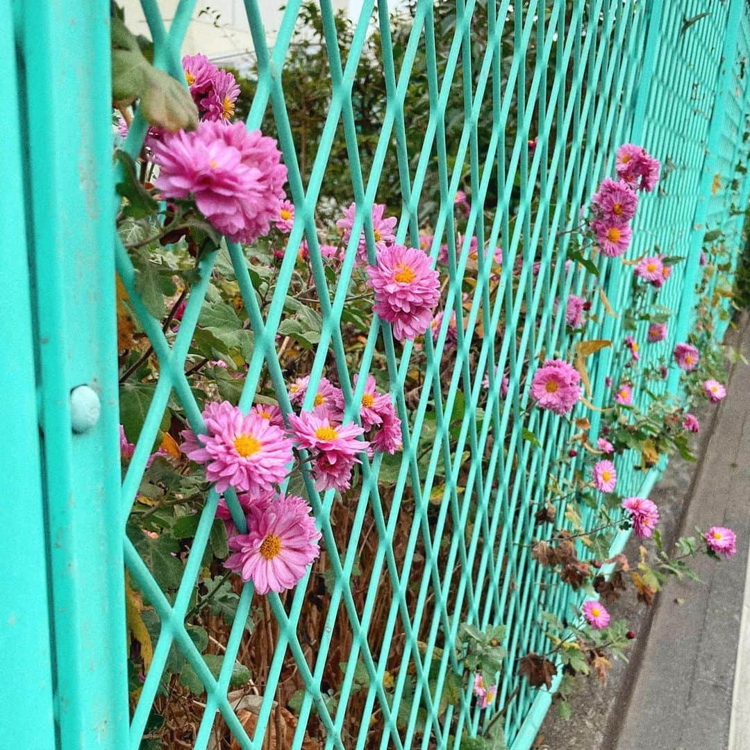 おかもとえみのインスタグラム：「フェンスからニョキッて出てるのかわいい🧞‍♀️ #花」