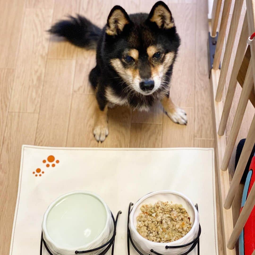 黒豆柴こむぎのインスタグラム
