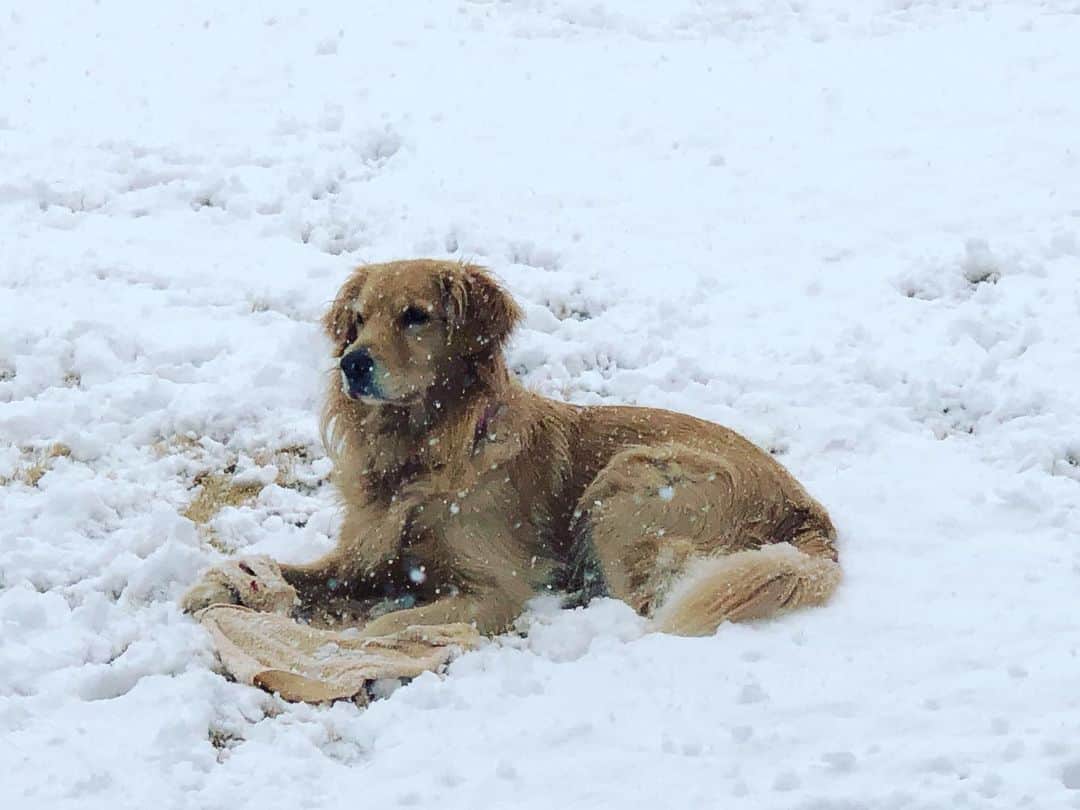 篠原信一のインスタグラム：「雪は気持ちいいワン🌨❄️🐶  #ゴールデンレトリバー  #小鉄とニコの大冒険  #goldenretriever #いぬすたぐらむ #いぬのいる暮らし #犬との暮らし #雪 #🌨」