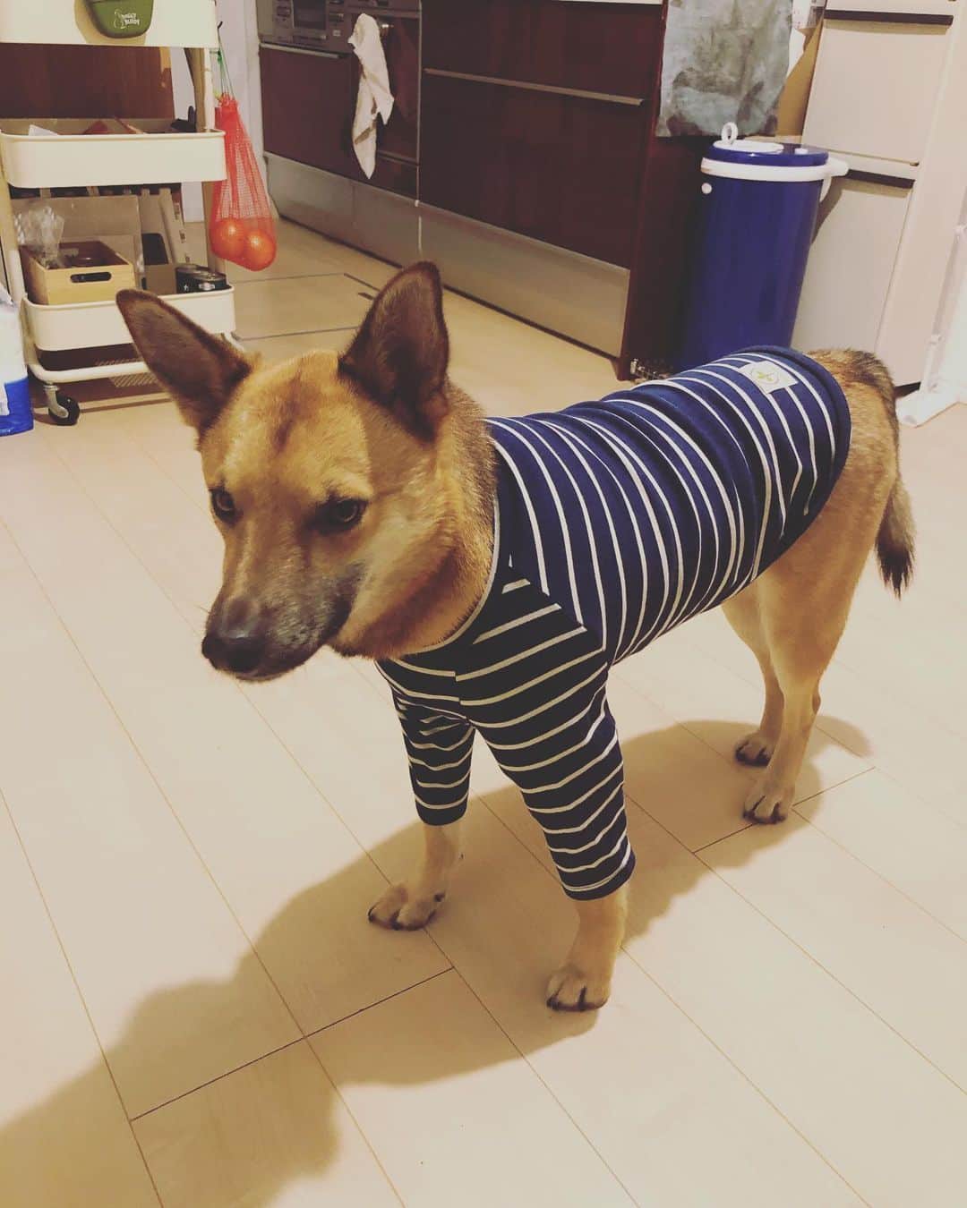 佐々木海のインスタグラム：「アンバーの新しい夜用防寒Tシャツ。 似合うね〜👍 足に布が当たってるのが嫌なんかしばらく変な歩き方になってた😂 そして首周りの肉😂 そしてずっと「解せぬ」って顔www かわいーってずっと笑ってたら、めちゃくちゃ警戒してたし😂 でも今朝、家に来た時以来2年ぶりに私が寝てるのにベッドに乗ってきた〜🥰 #犬 #イヌ #イヌスタグラム #いぬすたぐらむ #犬バカ部 #いぬばか部 #ふわもこ部 #いぬら部 #犬のいる暮らし #保護犬 #元野犬 #雑種 #雑種犬 #ビビり犬 #里親 #保護犬を家族に #保護犬を飼おう #殺処分ゼロ #dog #dogs #dogstagram #doglove #doglover #doglovers #doglife #dogslife #rescuedog #rescueddog」