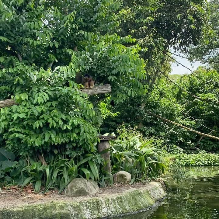 井端珠里のインスタグラム：「20年ぶりのSingapore Zoo🦧更に身近にオープンな展示になっていて、動物たちが持ち場じゃないところでも駆け回っています。笑　動物たちがのびのび過ごしてて人間が観察されているかの様。 個人的お目当てはナマケモノとマメジカとワオキツネザル🦥 ワオキツネザルは見つけられなかったけど、代わりににミーアキャットで心がもふもふしました。 実は先週はJurong Bird Parkに行きました🦚 残り、ナイトサファリとリバーサファリという２つの動物園があり制覇する予定なので楽しみです🦁🐼🦒🐘」