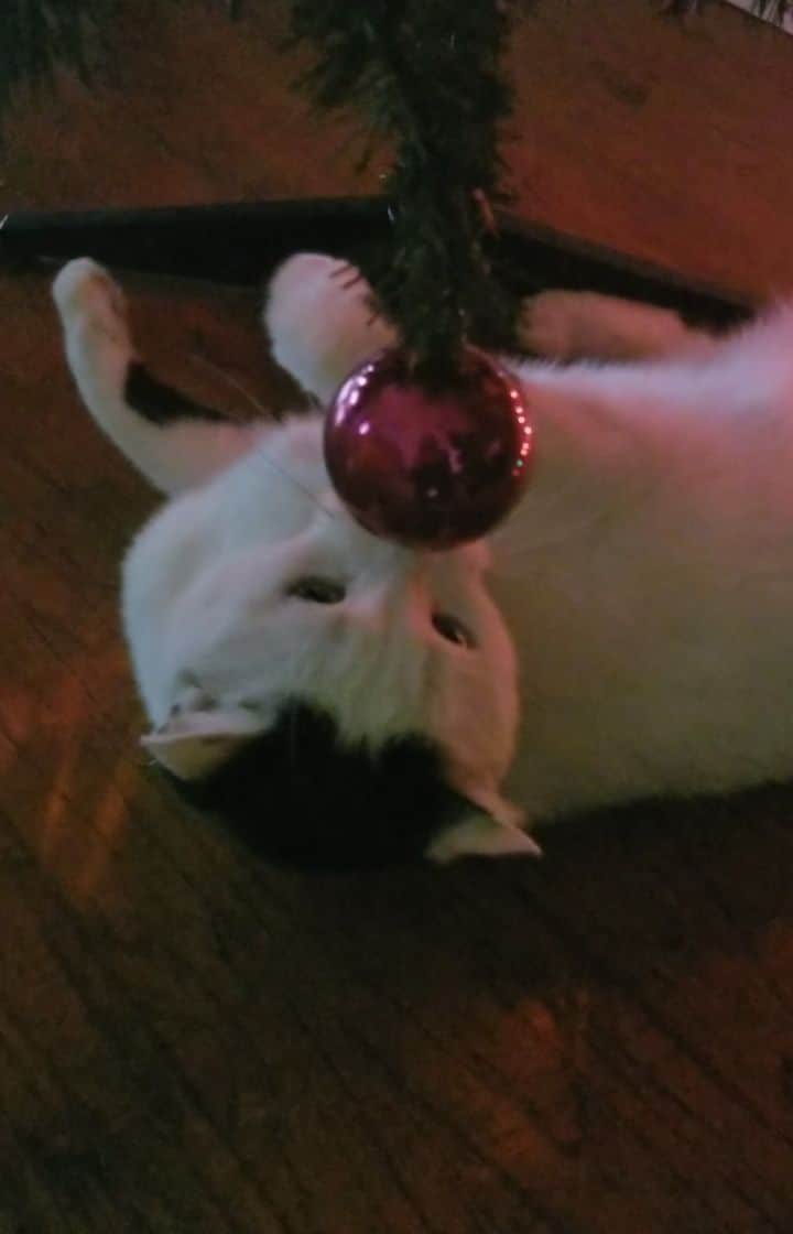 Garyのインスタグラム：「he left the tree alone most of the morning then exploded #catsvschristmastrees #gustopher」