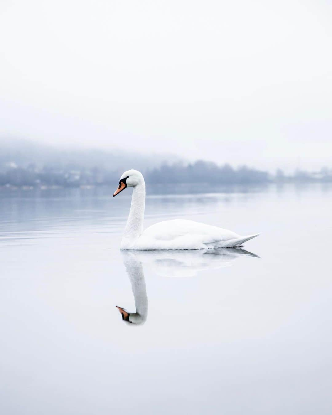 FASHIONFORALL❤️のインスタグラム：「A peaceful morning.🤍 I wanted to start posting more of my own photos on this account, and somehow it’s slowly turning into all animal-photography. I always find the most inspiration in nature ⭐️ What’s your favorite subject to photograph?🤍」