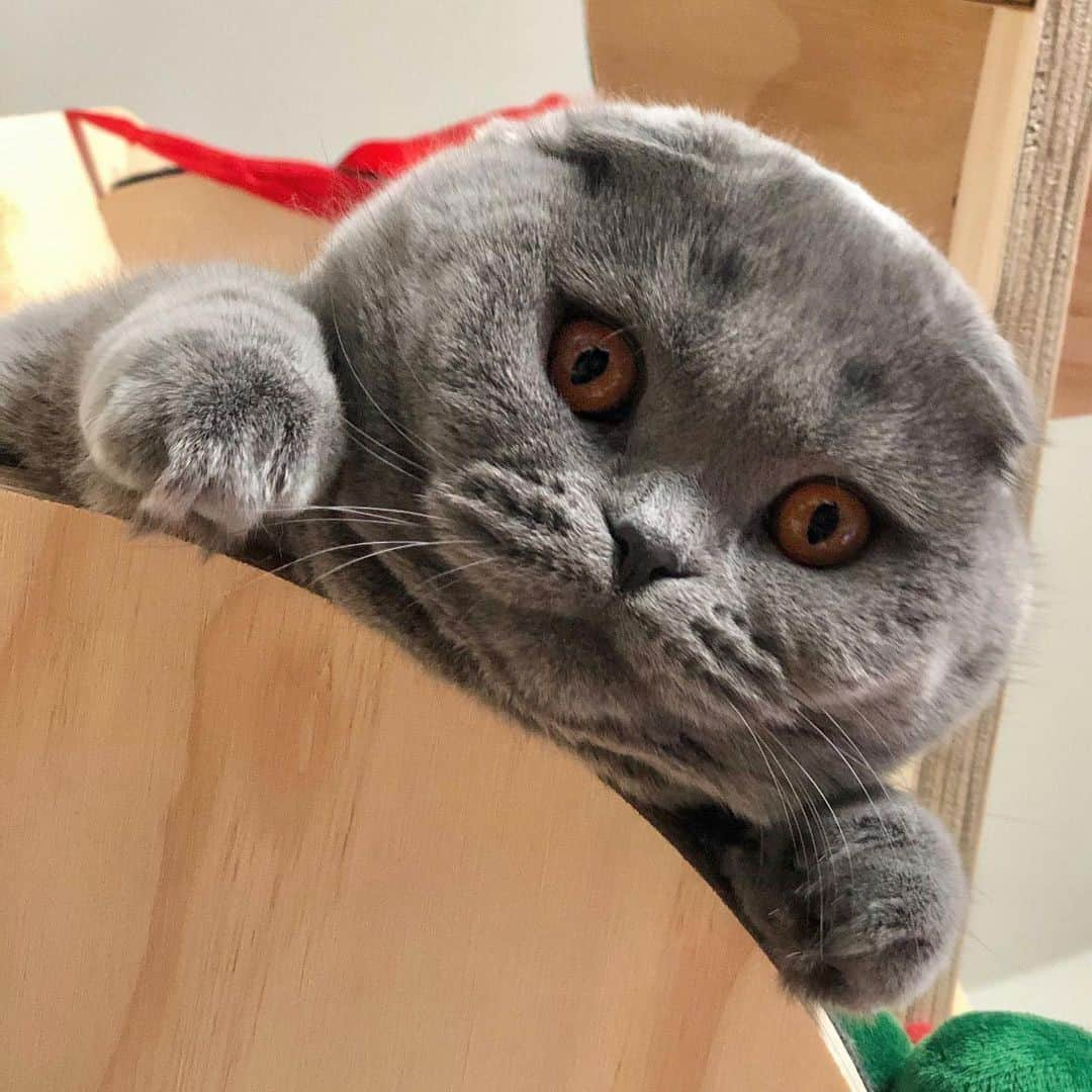 Aww Clubさんのインスタグラム写真 - (Aww ClubInstagram)「Silently judging my poor life decisions⠀ ⠀ 📷@atlas_scottish_fold⠀ ⠀ #meowed #scottishfold #hmm」12月14日 6時00分 - meowed