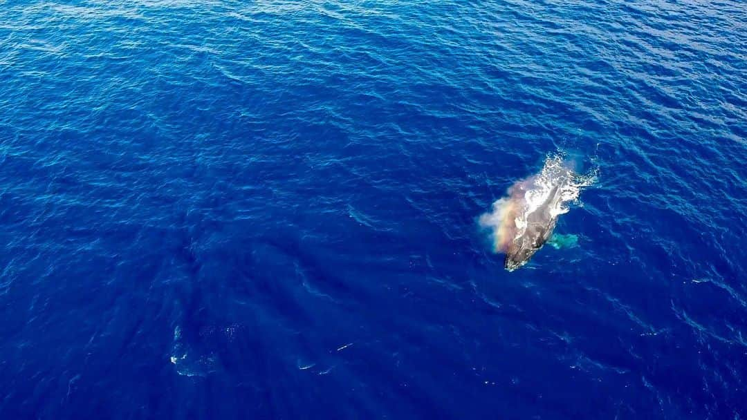 And Youのインスタグラム：「Whales have been spotted!   . . . . .  #sealife #staysalty #underwaterphotography #water_of_our_world #padi #madeofocean #saltlife #staysalty #sealife #water_of_our_world #theglobewanderer #madeofocean #welivetoexplore #thewavecave #hawaiian #hawaiiunchained #hawaiilife #nakedhawaii #canonphotos #canoneos」