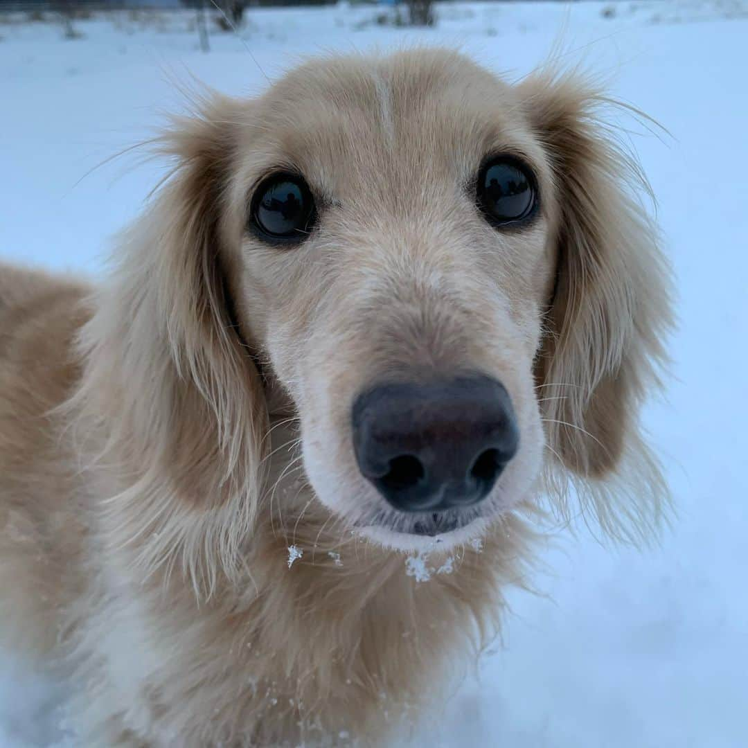 ハッチ＆ニコさんのインスタグラム写真 - (ハッチ＆ニコInstagram)「おはようございます。 本格的な積雪になりました🐶☃️  #カメラ嫌い同好会 #pecoいぬ部 #犬の生活が第一 #癒しわんこ #dachshund #犬バカ部 #短足部 #ふわもこ部 #tokyocameraclub #東京カメラ部」12月14日 7時16分 - hacth427