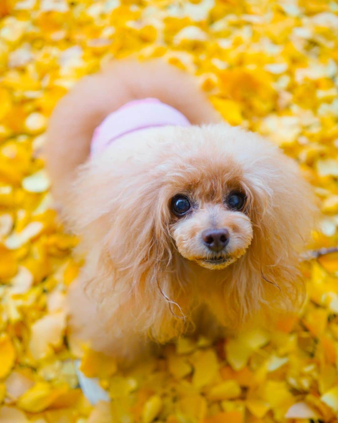 Toypoodle Mikuru?Asakusa Tokyoのインスタグラム：「20201214 Monday. Good morning! Friends 💛  ふかふかの黄色い絨毯☺️ カメラ目線すごいじゃん‼️ ではなく、 オニクを見ているみきゅるんです😂  また月曜日が来た。 現実から逃げたいわぁ😣  今週もよろしくお願いします〜🙏🏻  #あさんぽ #銀杏の絨毯  #ふかふか」