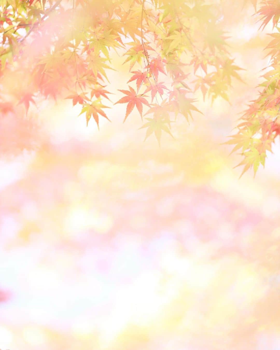 kiccyomuのインスタグラム：「☁️ 2020.12.14 Mon 東京の #紅葉 🍁 #九品仏 の #浄真寺 いろんな表情を 見つけるのも楽しい モミジ🍁参道  寒くなりそうな一週間… 今週も元気に🤗  location #東京 📷撮影 2020年12月06日」